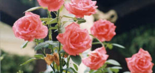 "Спаситель с розой"