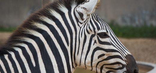 Терпение - зебра